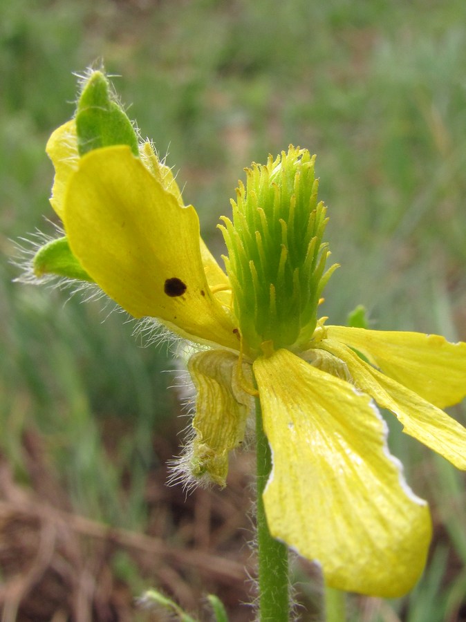 Image of Ranunculus oxyspermus specimen.