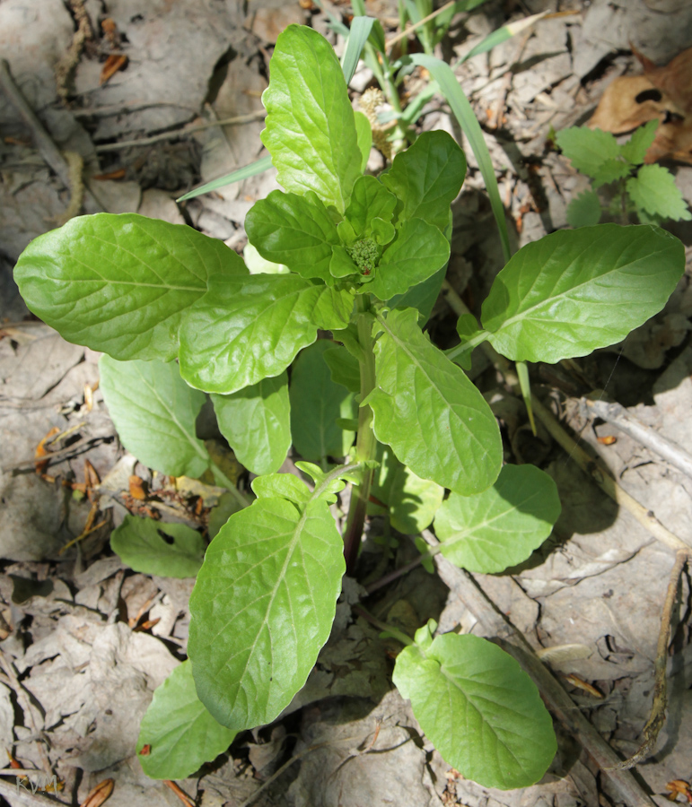 Изображение особи Barbarea stricta.