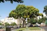 Ficus religiosa. Дерево, сбрасывающее листья. Израиль, Шарон, г. Герцлия, в культуре. 24.05.2012.