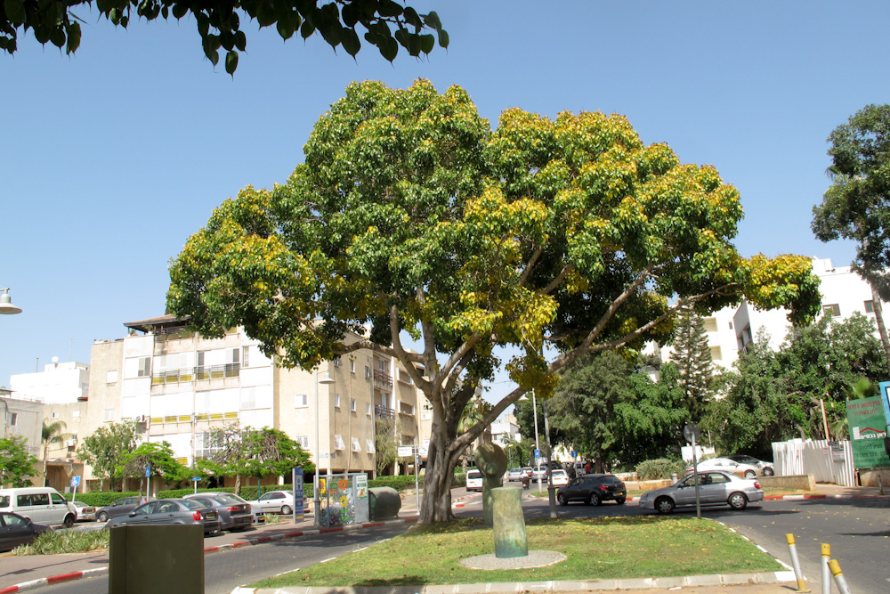 Изображение особи Ficus religiosa.