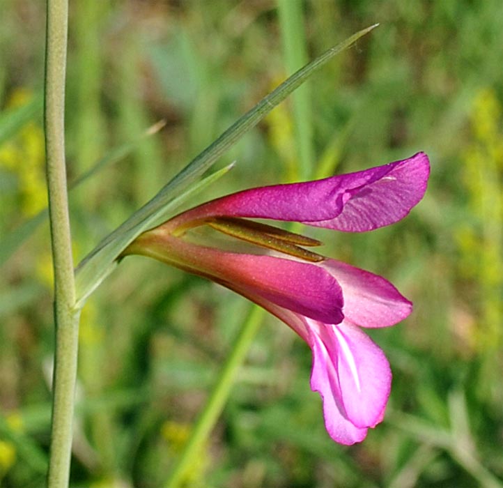 Image of Gladiolus italicus specimen.