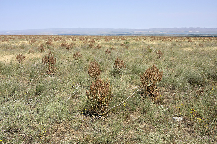 Изображение особи Salvia aethiopis.