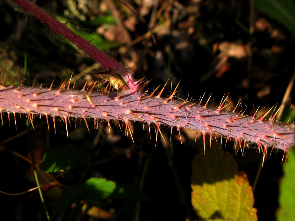 Image of Rubus matsumuranus specimen.