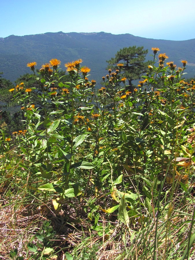 Image of Inula aspera specimen.