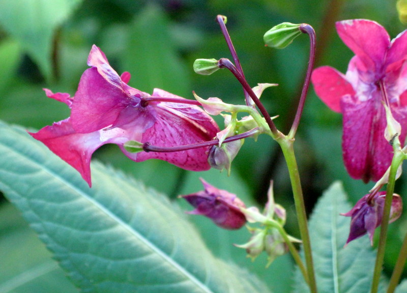 Изображение особи Impatiens glandulifera.