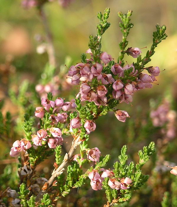 Image of Calluna vulgaris specimen.