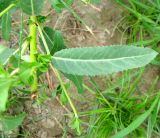 Salix × alopecuroides