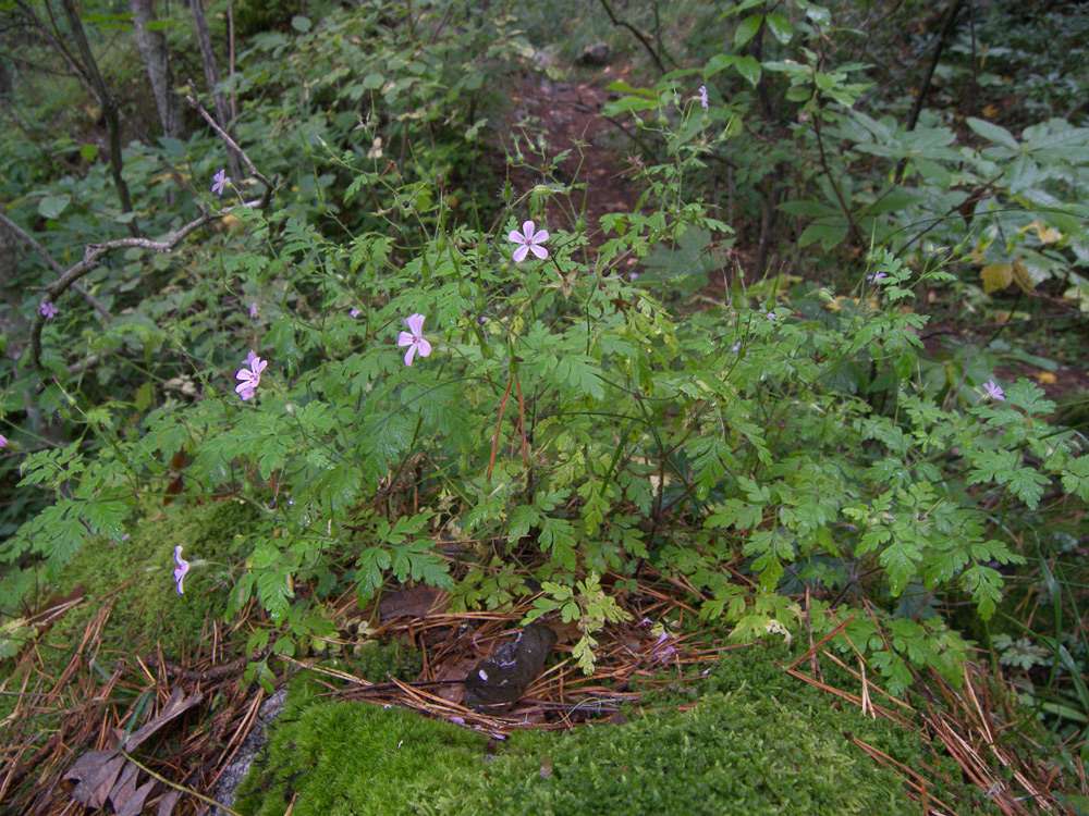 Изображение особи Geranium robertianum.