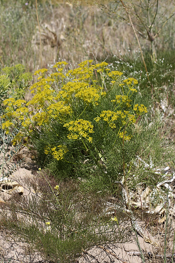 Image of Prangos ornata specimen.