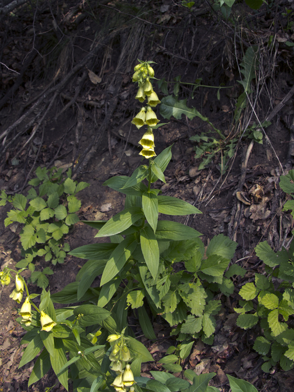 Image of Digitalis grandiflora specimen.