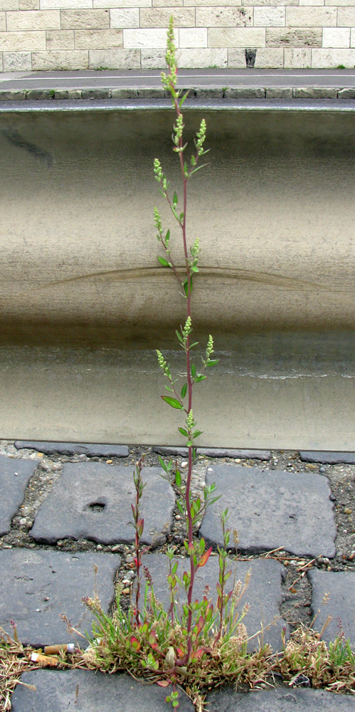 Image of Chenopodium strictum specimen.