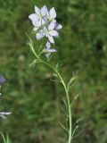 Veronica jacquinii. Соцветие. Крым. Окр. Щебетовки. 20.05.2012.