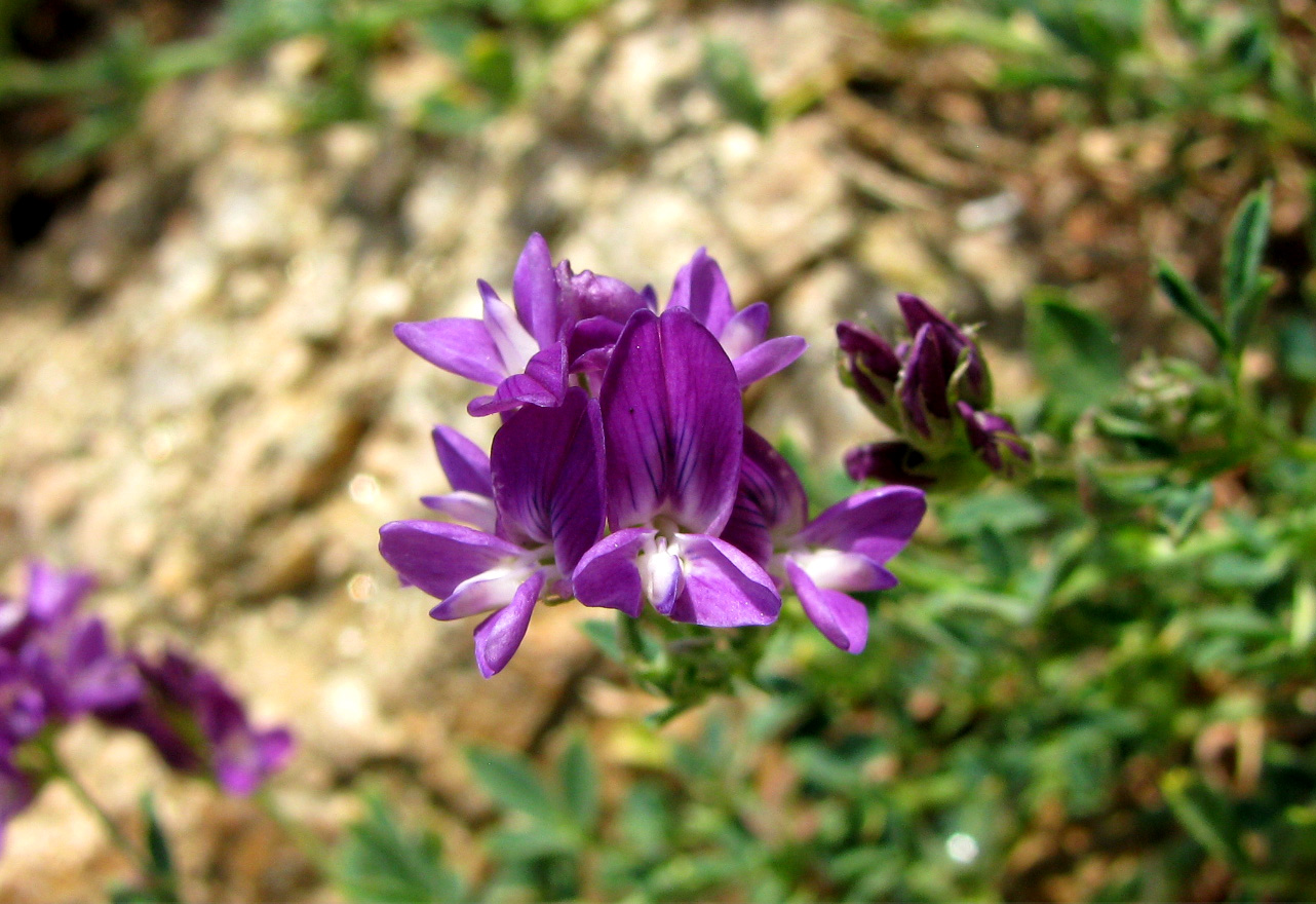 Image of Trigonella procumbens specimen.