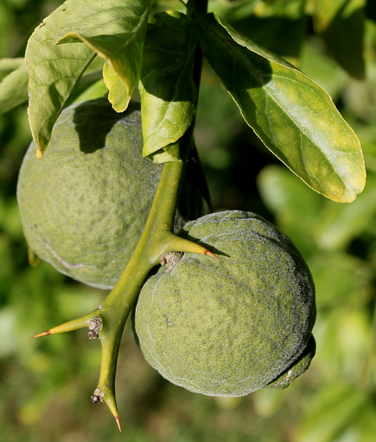 Image of Poncirus trifoliata specimen.