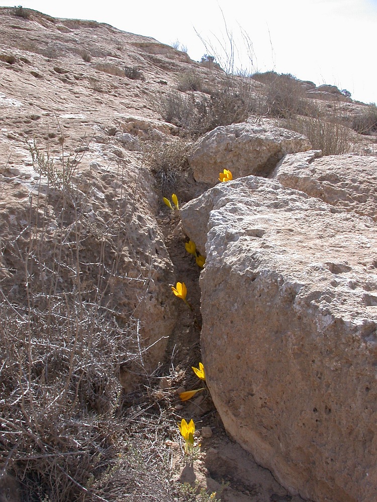 Image of Sternbergia clusiana specimen.