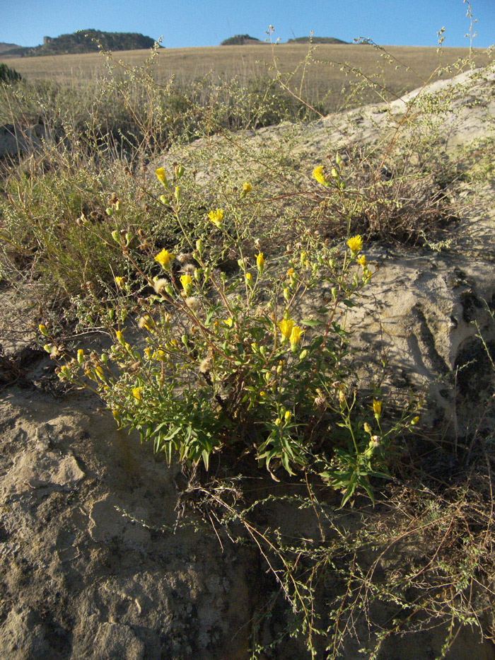 Image of Hieracium virosum specimen.