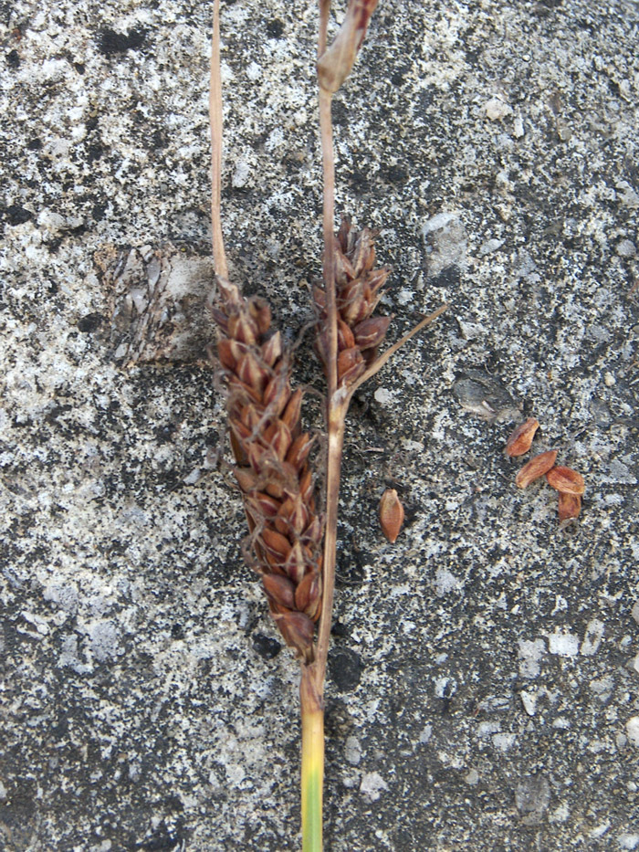 Image of genus Carex specimen.