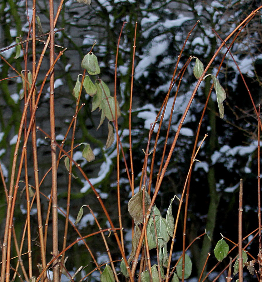 Image of Philadelphus coronarius specimen.