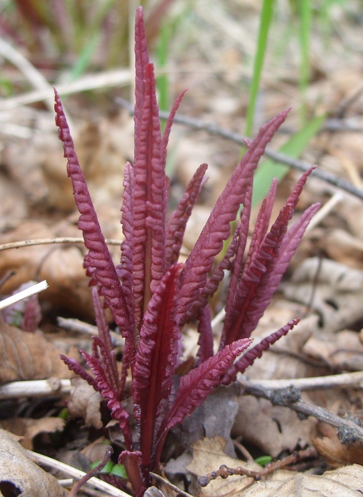 Image of Pedicularis resupinata specimen.