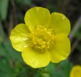Смотреть изображение Ranunculus repens