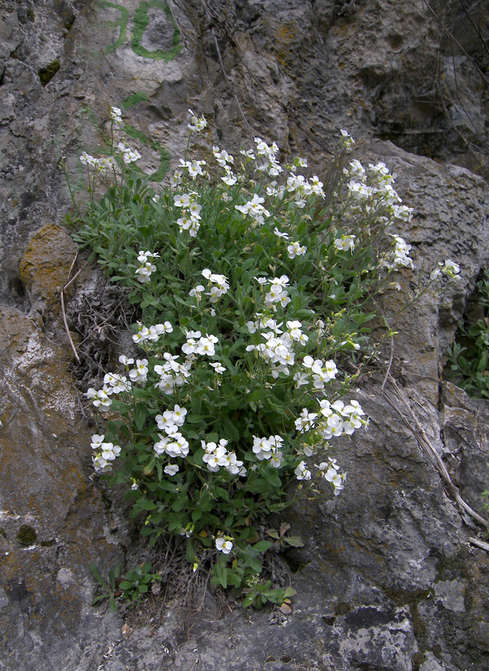 Изображение особи Arabis caucasica.