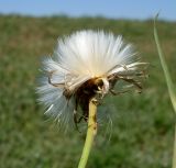 Sonchus arvensis подвид uliginosus. Соплодие. Ростовская обл., Азовский р-н, побережье Таганрогского залива в окр. косы Очаковская. 02.07.2012.