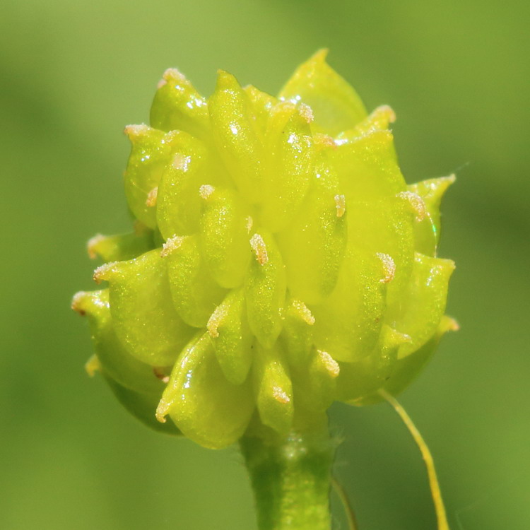 Image of genus Ranunculus specimen.