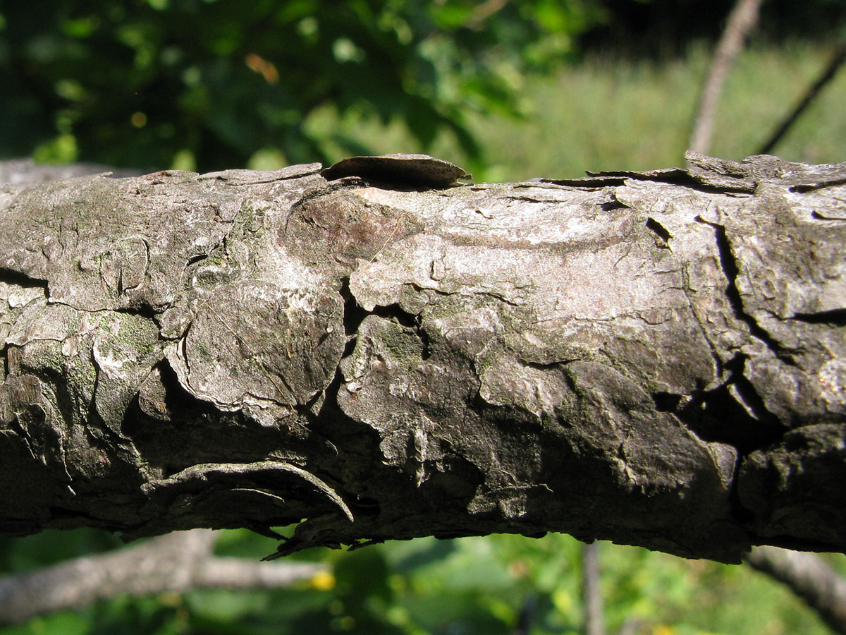 Image of Pinus pallasiana specimen.