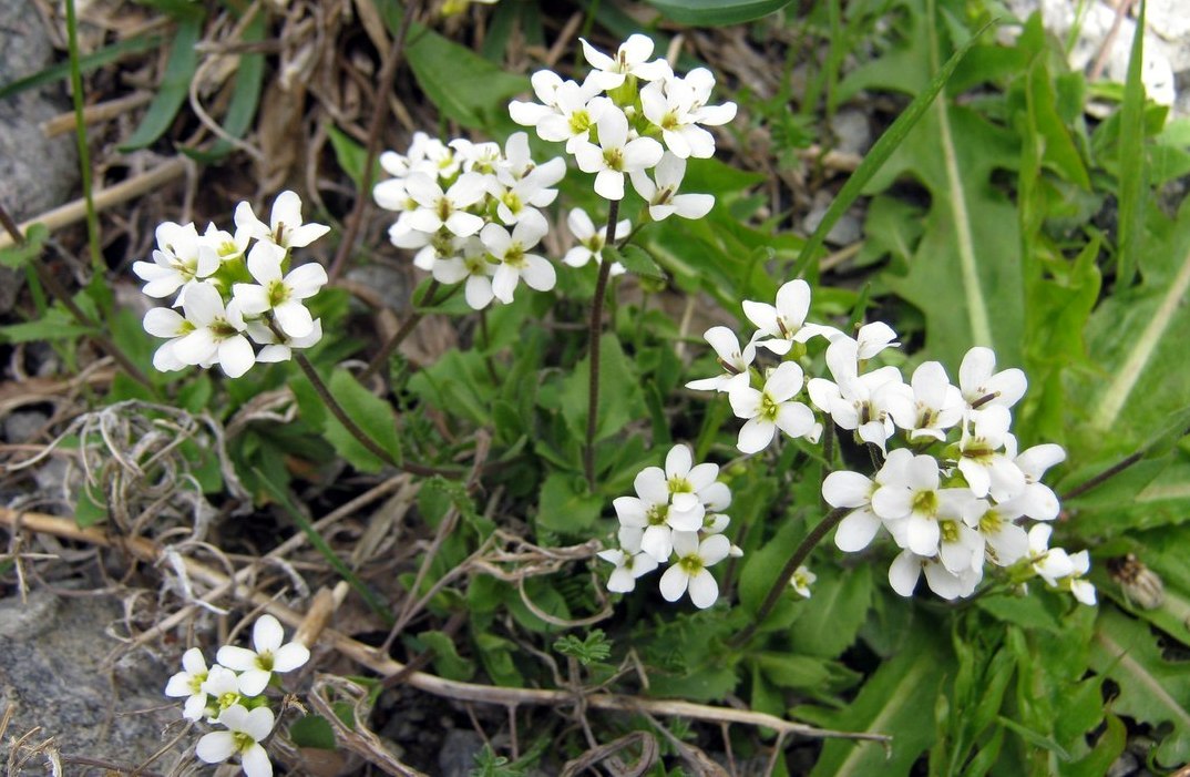 Изображение особи Arabis alpina.