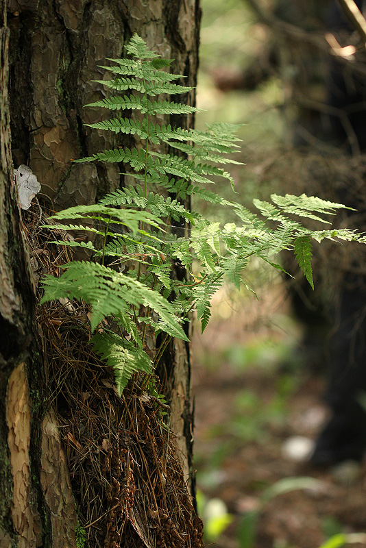 Изображение особи Dryopteris carthusiana.