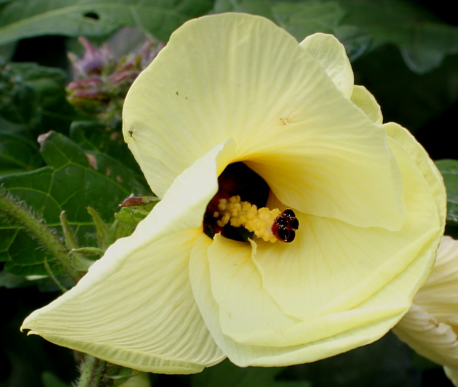 Image of Hibiscus esculentus specimen.