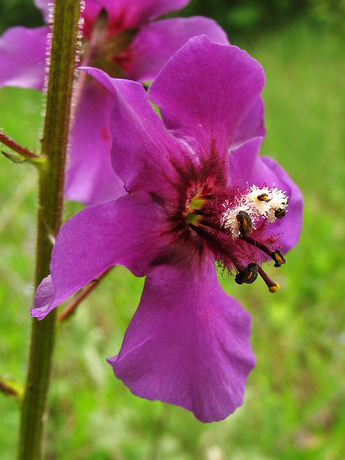 Изображение особи Verbascum phoeniceum.