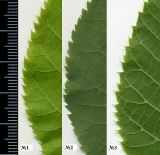 genus Tilia. Края листовых пластинок лип: 1 - Tilia platyphyllos, 2 - Tilia cordata, 3 - Tilia europaea. Курская обл., г. Железногорск. 2009 г.