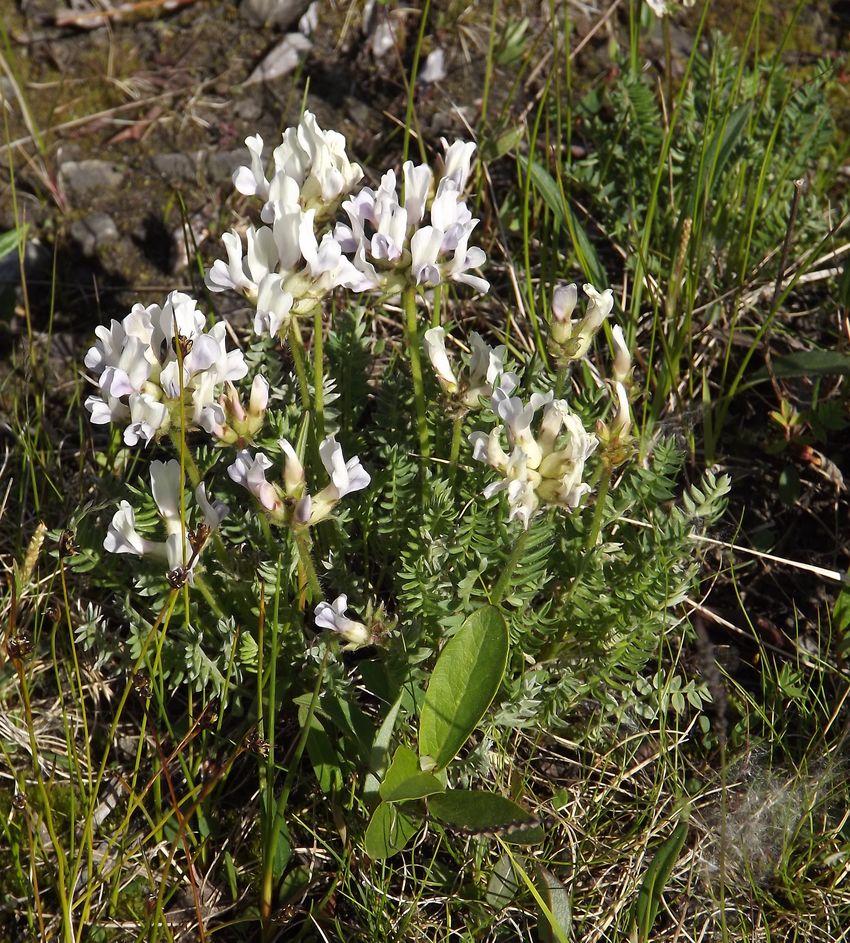 Image of Oxytropis sordida specimen.