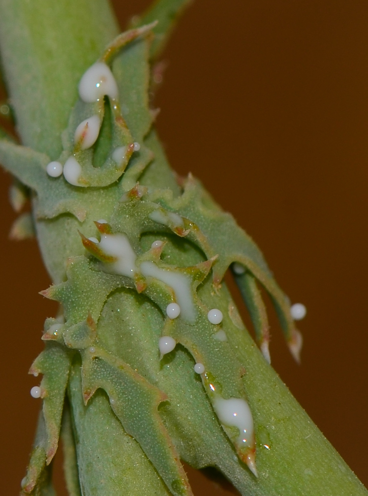 Image of Launaea mucronata specimen.