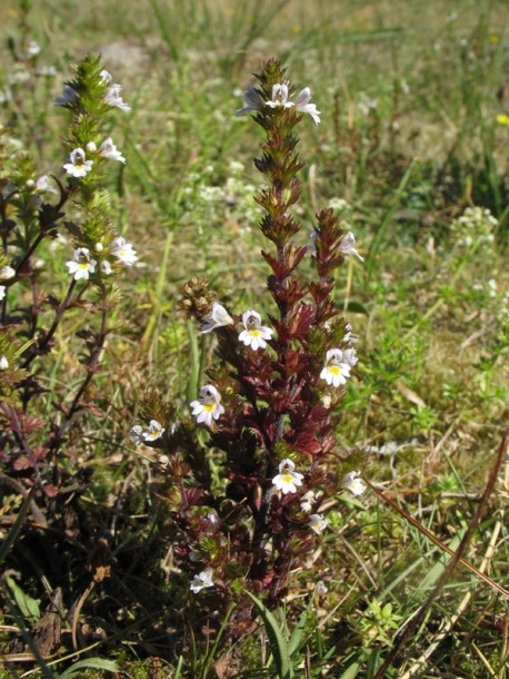 Image of Euphrasia stricta specimen.