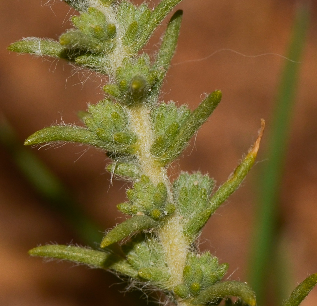 Изображение особи Salsola imbricata.