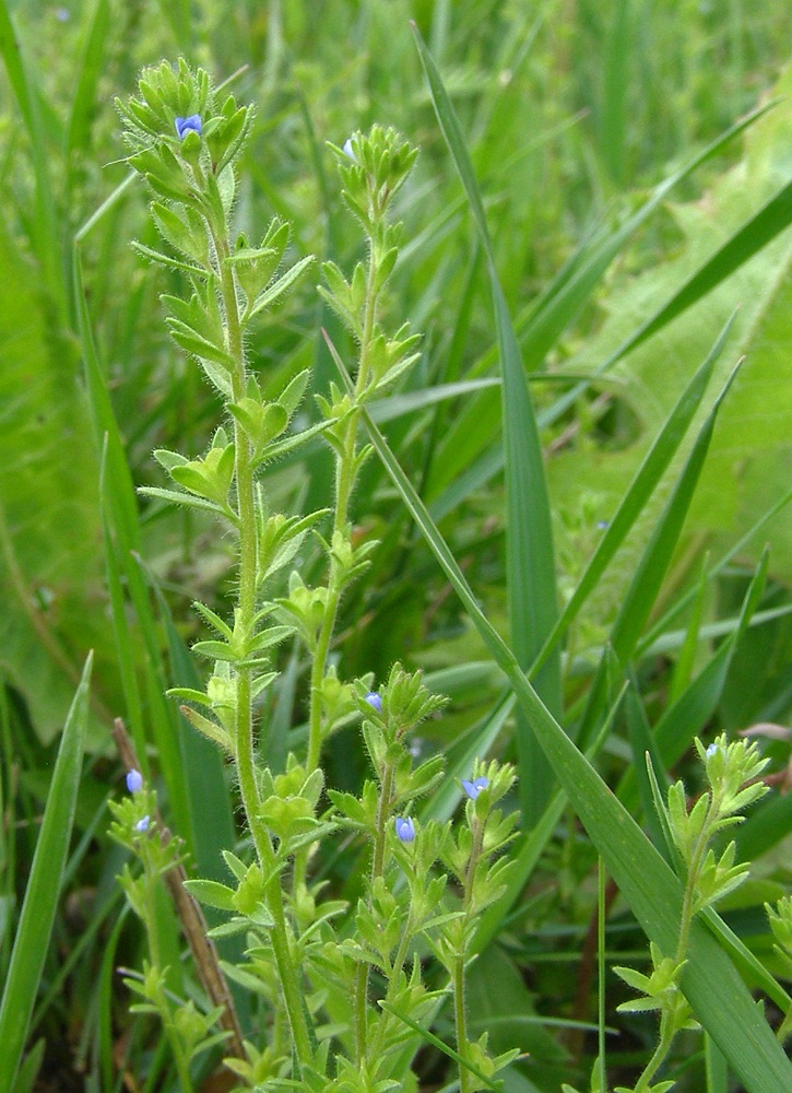 Image of Veronica verna specimen.