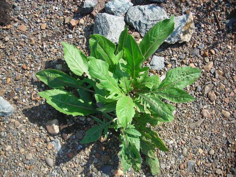 Изображение особи Centaurea scabiosa.