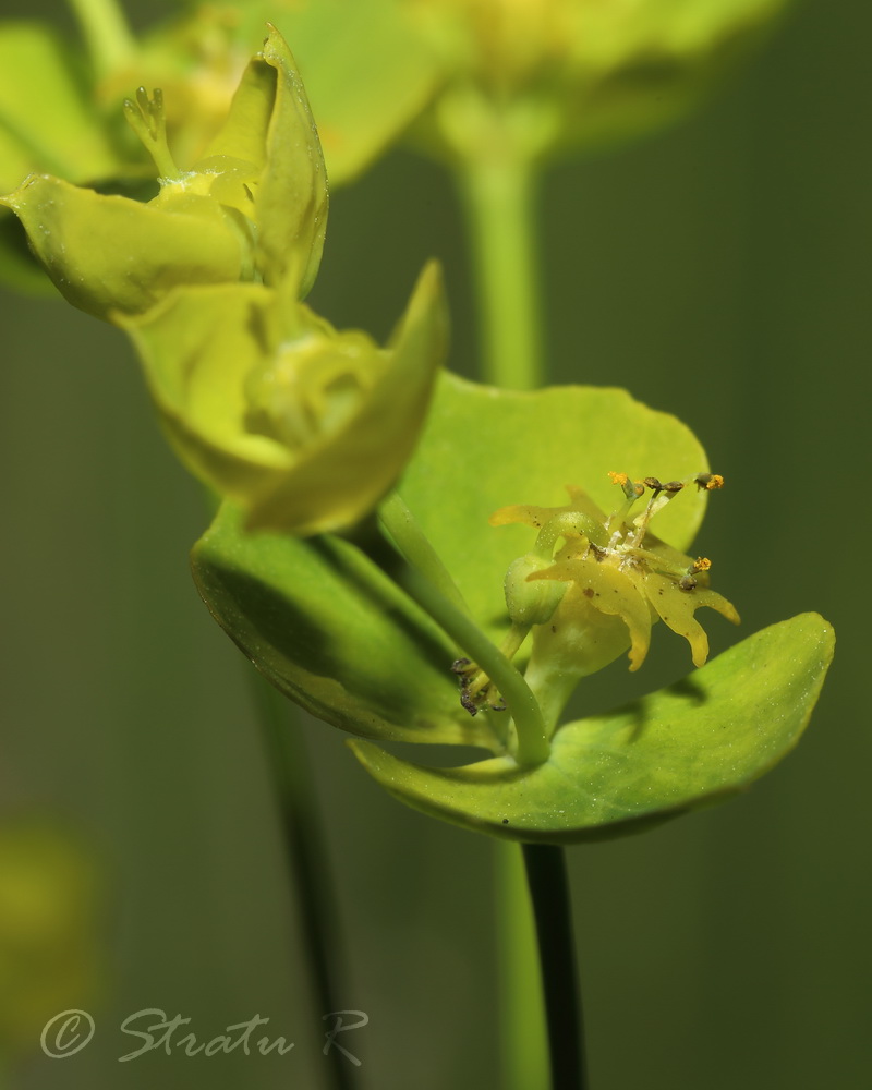 Image of Euphorbia esula specimen.