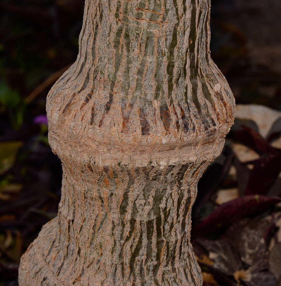 Image of Plumeria rubra specimen.