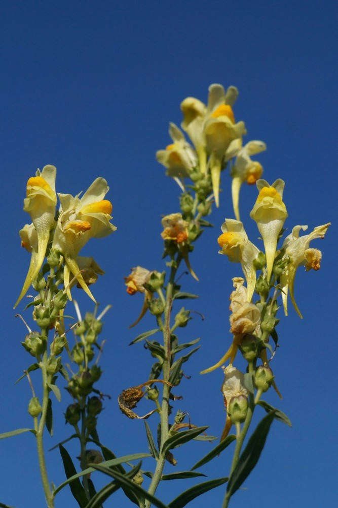 Image of Linaria vulgaris specimen.