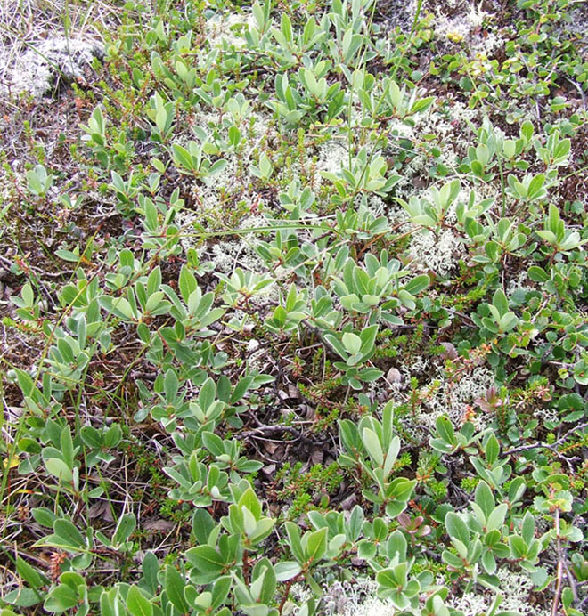 Image of Salix glauca specimen.