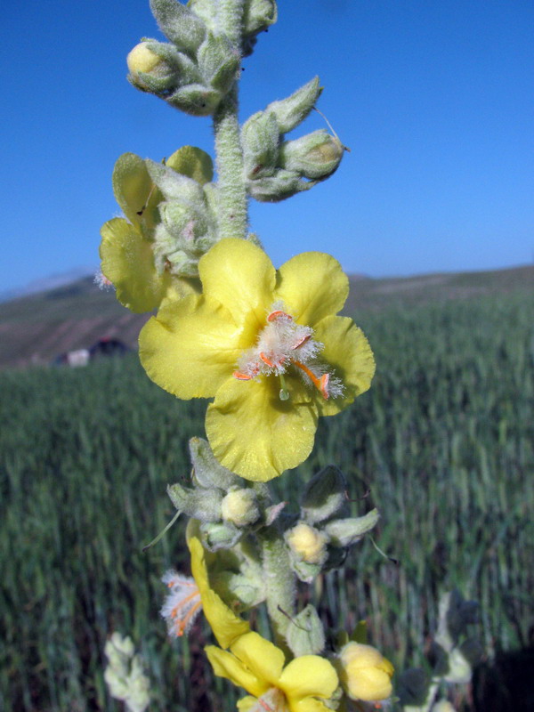 Image of Verbascum songaricum specimen.