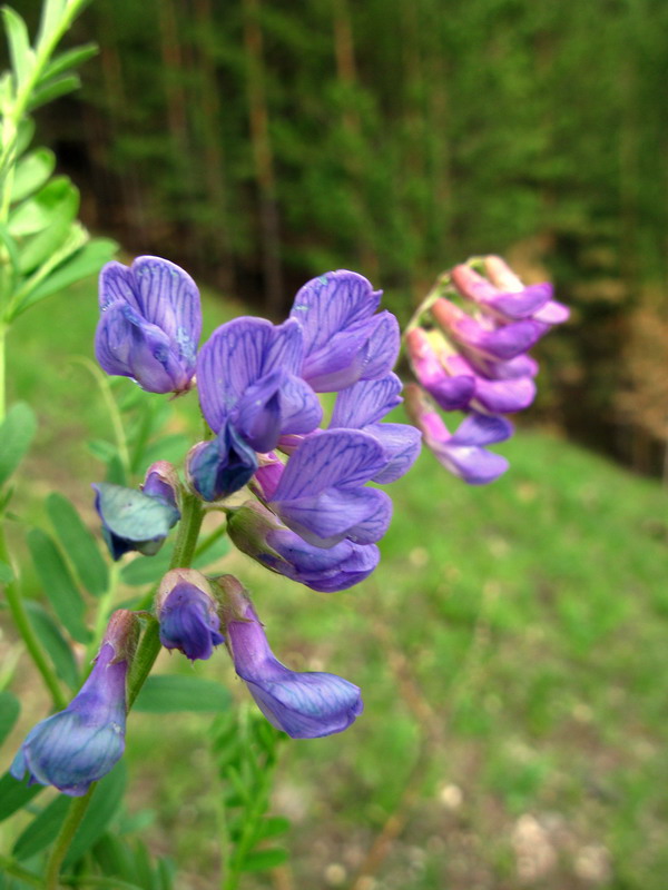 Image of Vicia multicaulis specimen.