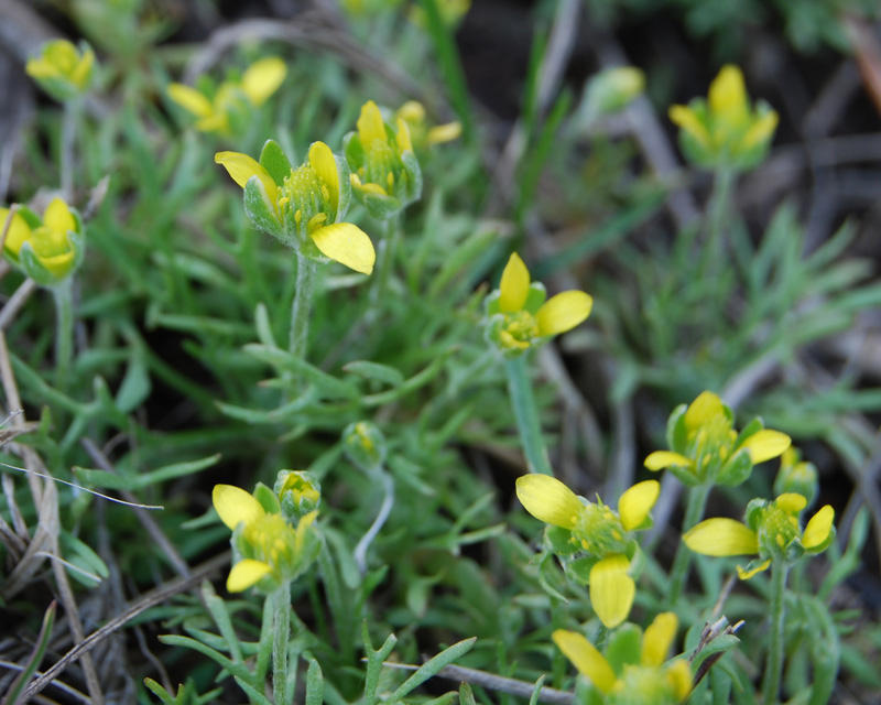 Изображение особи Ceratocephala orthoceras.