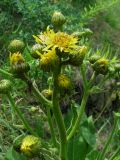 Inula macrophylla