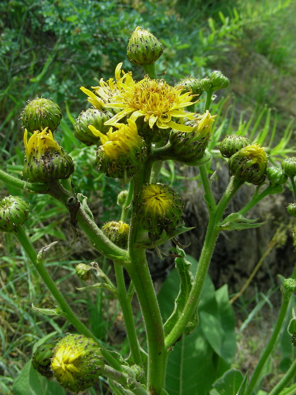 Изображение особи Inula macrophylla.