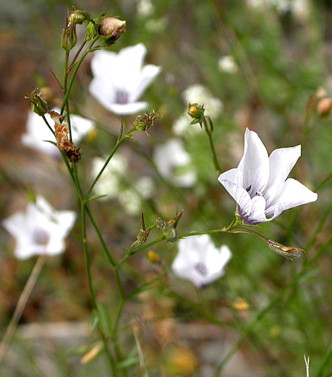 Image of Linum tenuifolium specimen.