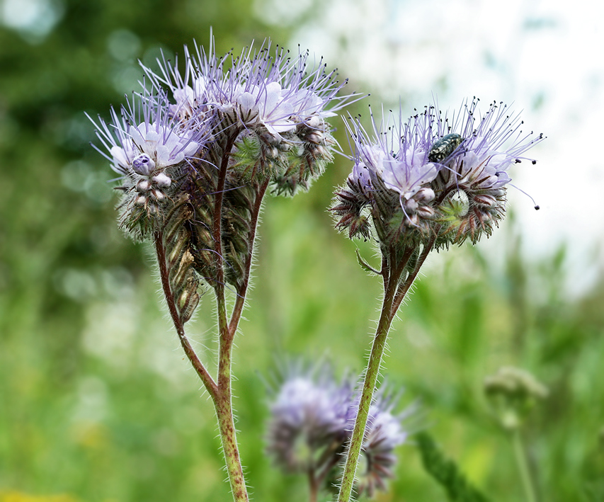 Изображение особи Phacelia tanacetifolia.